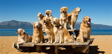 What A Perfect Photo Golden Retriever Retriever Dog Life