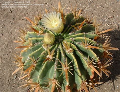 Free delivery and returns on ebay plus items for plus members. PlantFiles Pictures: Ferocactus Species, Devil's Tongue ...