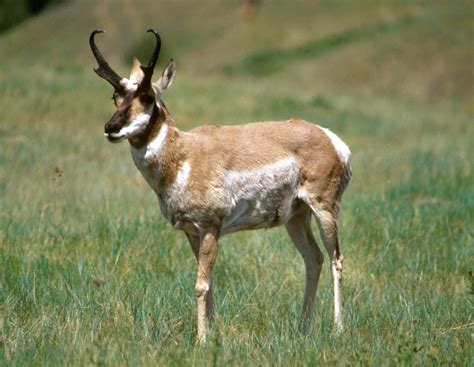 Antelope Pictures Diet Breeding Life Cycle Facts Habitat