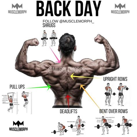 Gym Exercise For Back With Images Online Degrees