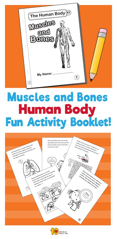 Human bones and muscles 3d model. Human Body Fun Activity Booklet- Muscles and Bones | Human ...