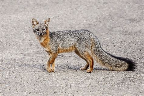 All Sizes Gray Fox Urocyon Cinereoargenteus Flickr Photo Sharing