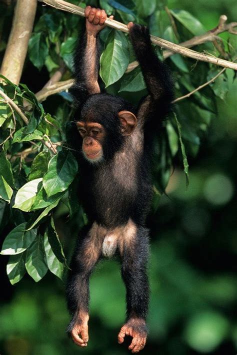 Just Hangin Around Cute Baby Animals Baby Chimpanzee Baby Animals