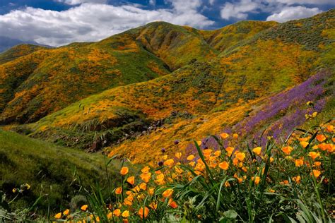 Best Places To See The California Superbloom Best Alternatives To