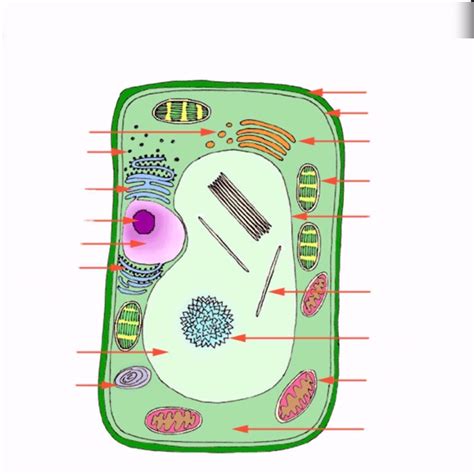 Unlabeled Typical Plant Cell Diagram Chapter 5 Notes Plant Cell