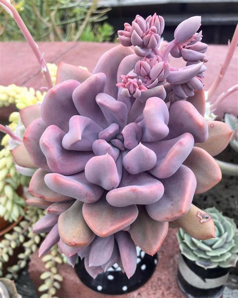 Types Of Rare And Unusual Succulents Tips For Growing Rare Succulents