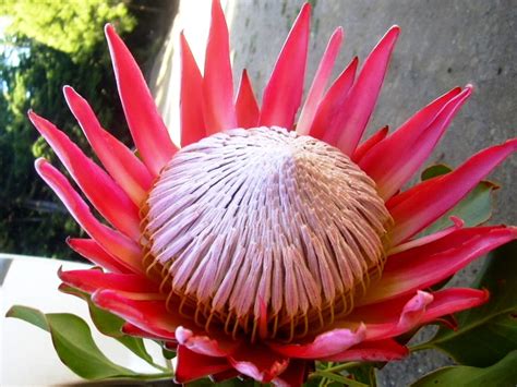 The term protea is sometimes loosely used to refer to any plants in the proteaceae family; Proteas - Protea - Plantas Ornamentais - Flores - Jardim ...