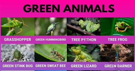 Green Animals 20 Amazing Green Animals In The World Visual Dictionary