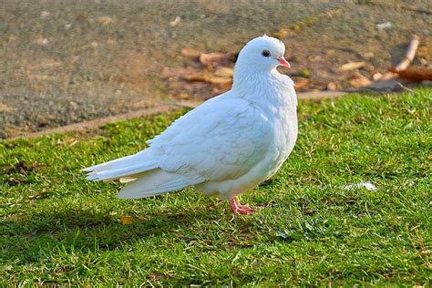Pigeon Dove Bird White Free Photo On Pixabay Pixabay