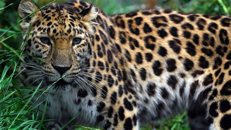 Petition · Save The Amur Leopard From Extinction United States