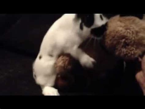 Bunny Humping A Teddy Bear YouTube