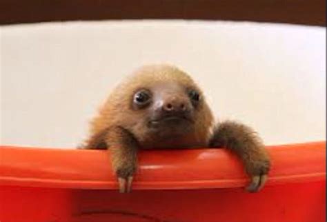 Crying Cute Sloth Pictures Sloth Photos Animal Pictures Sky Pictures