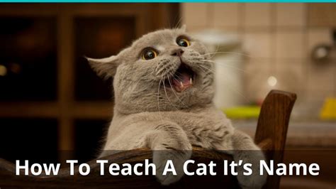 How To Teach Your Cat Or Kitten Its Name Is It Even Possible