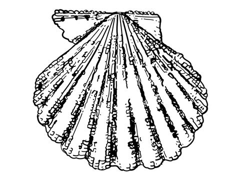 Free easter egg coloring pages. Free Printable Seashell Coloring Pages For Kids