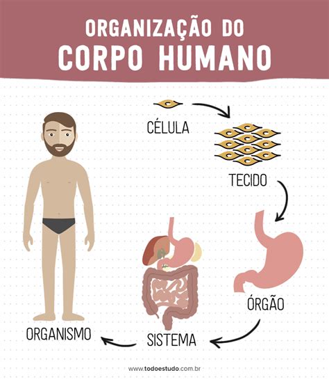 Estrutura Dos Tecidos Do Corpo Humano Detalhes Científicos