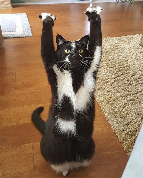 This Cat Keeps Putting Its Paws In The Air And Nobody