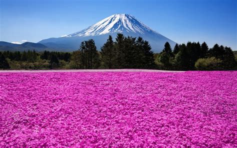 Online Crop Purple Petaled Bed Of Flowers Nature Landscape
