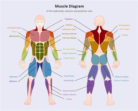 Muscle Diagram Labeled Muscle Diagram Body Muscle Anatomy Human