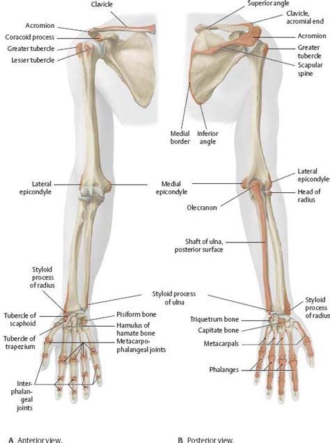 Shoulder And Arm Atlas Of Anatomy Anatomy Bones Human Body Anatomy