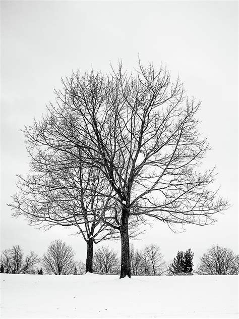 Bare Leafless Trees On White Snow In Winter Photograph By Pak Hong