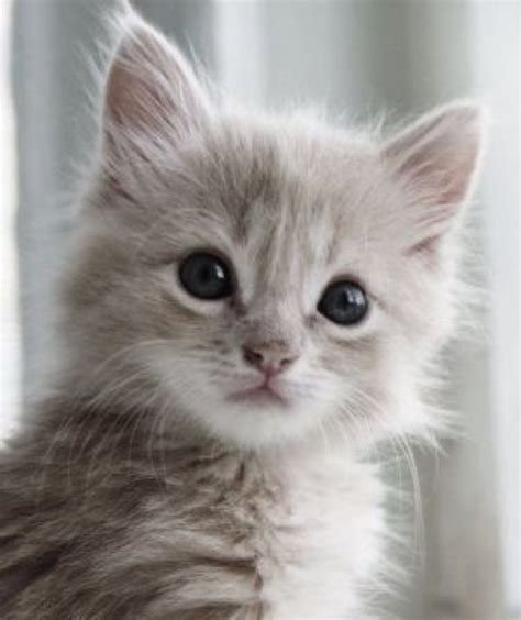 Extremely Cute Kitten 30th March 2015 We Love Cats And