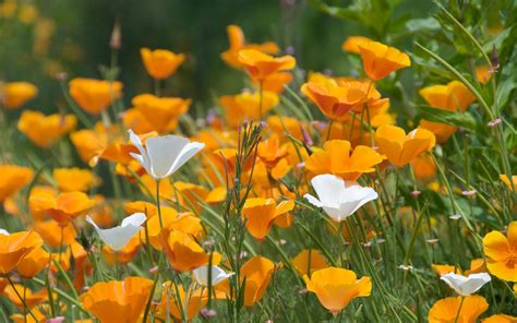 California Poppy And White Poppy Flowers In Bloom At Daytime Hd