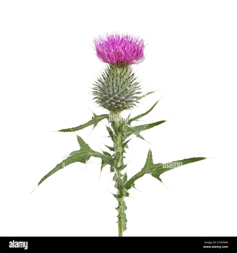 Thistle Flower And Leaves Isolated Against White Stock Photo Alamy