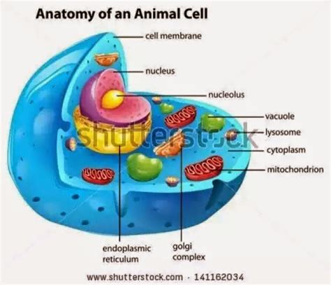 Sel umbuhan mempunyai pigmen klorofil yang tidak ada dalam sel haiwan. sains tingkatan 1: sel haiwan