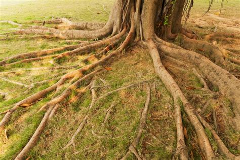 Tree Roots Stock Photo Image Of Forest Garden Nature 22064190