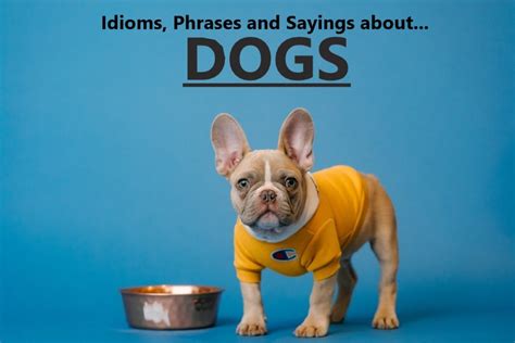 50 Dog Idioms And Phrases In The English Language Owlcation