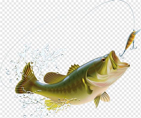 Largemouth Bass Bass Fishing Illustration Cartoon Fish Splash And