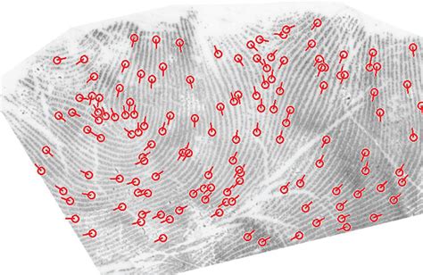 Minutiae Found In A Latent Palmprint Download Scientific Diagram