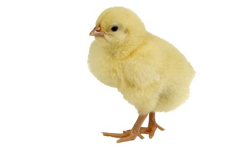 Baby Chicken Download Transparent Png Image Png Arts