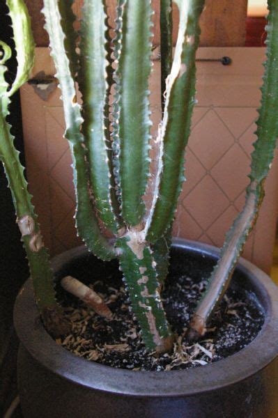 It's not that watering succulents is difficult at all. Need help identifying problem with drooping cactus ...