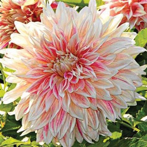 Once the tubers look and feel dry, shake off any remaining soil and place them into containers of dry, peaty compost so the stems stick out above the. Giant Dinnerplate flowering dahlia tubers to buy today ...