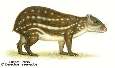 Tepezcuintle Lowland Or Spotted Paca Cuniculus Paca A Large Rodent
