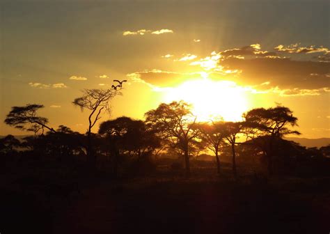 The Ultimate 1 Week Tanzania Safari Itinerary Flashpack Journal