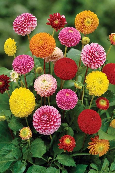 Stunning 30 Dahlia Garden Flower Ideas 30 Dahlia