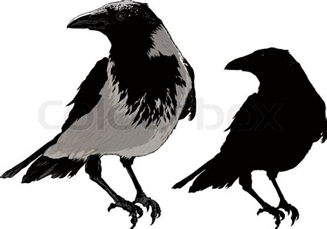 Seated Black Raven Image Detail And Silhouette Isolated On White