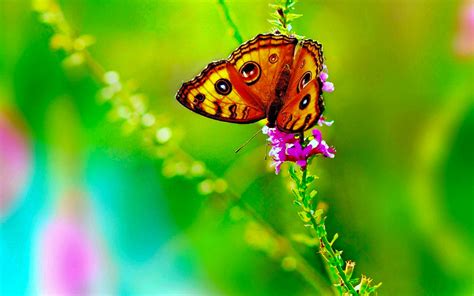 Butterfly Buetiful Hd Wallpapers And Pictures High Quality