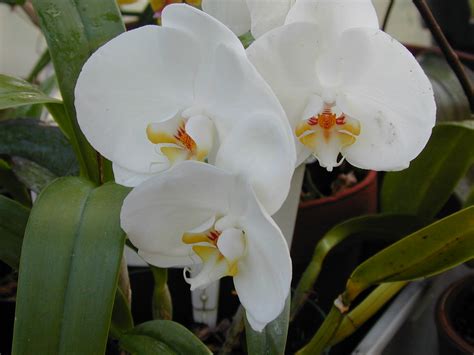 Wheaton College Greenhouse Phalaenopsis Orchid White