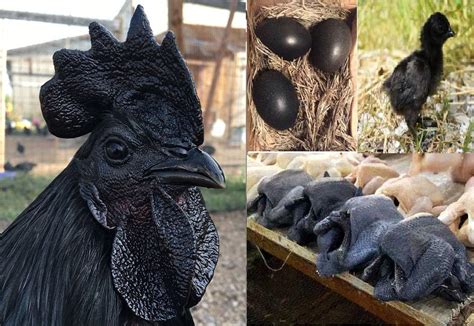The Rare Ayam Cemani Chicken Is All Black With Black Eggs Black Chicks
