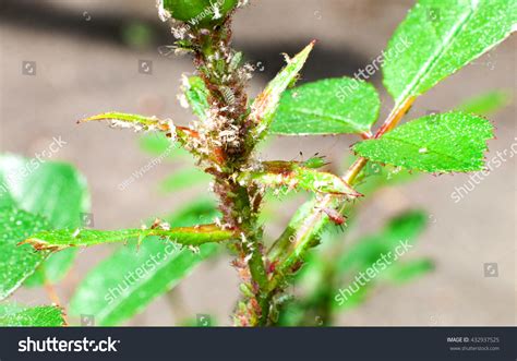 Aphids Damage Roses Stock Photo 432937525 Shutterstock