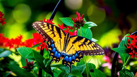 1816 Beautiful Butterfly Hd Wallpaper Download