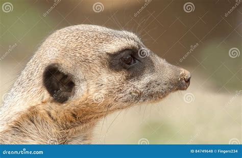 Meerkat Portrait Stock Photo Image Of Watchful Carnivore 84749648