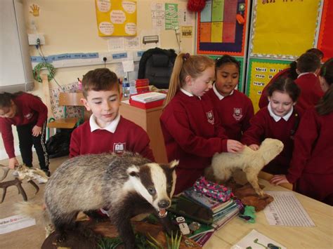 Wild Animals At School Welcome To St Conaires Ns Shannon