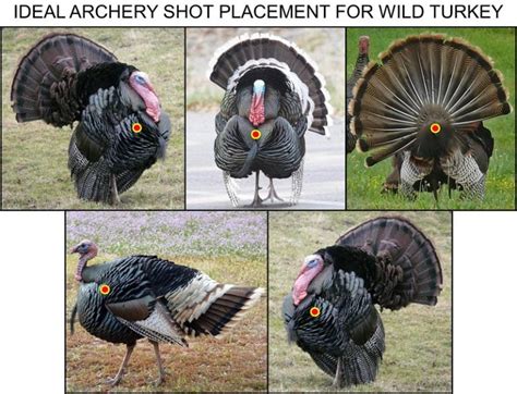 The Best Crossbow Broadhead For Turkey Hunting Tenpoint