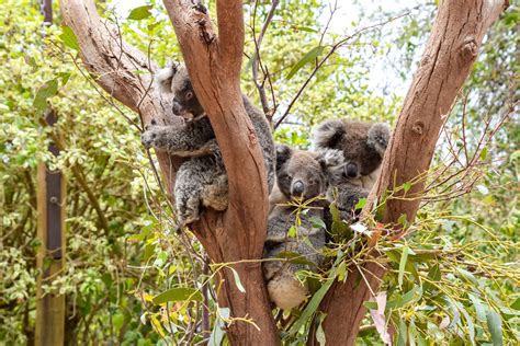 Cant Miss On Ki Kangaroo Island Wildlife Park Explore Shaw