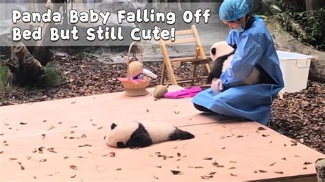 Panda Baby Falling Off Bed But Still Cute Ipanda Youtube