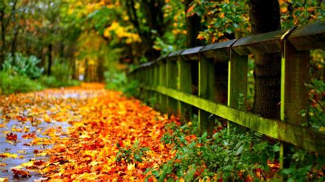 Awesome Autumn 1366 X 768 Wallpaper